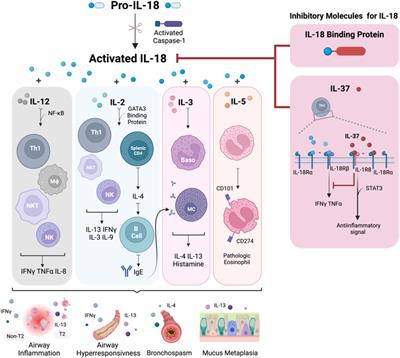 IL-18 biology in severe asthma